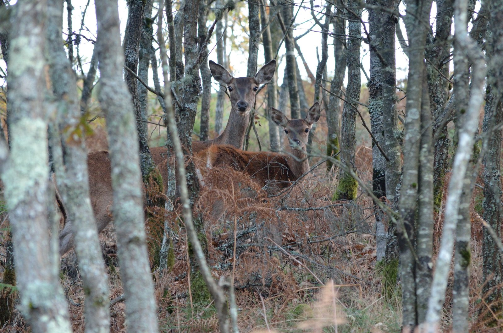 Universidade de Coimbra analisa efeitos das chamas de agosto sobre a fauna selvagem