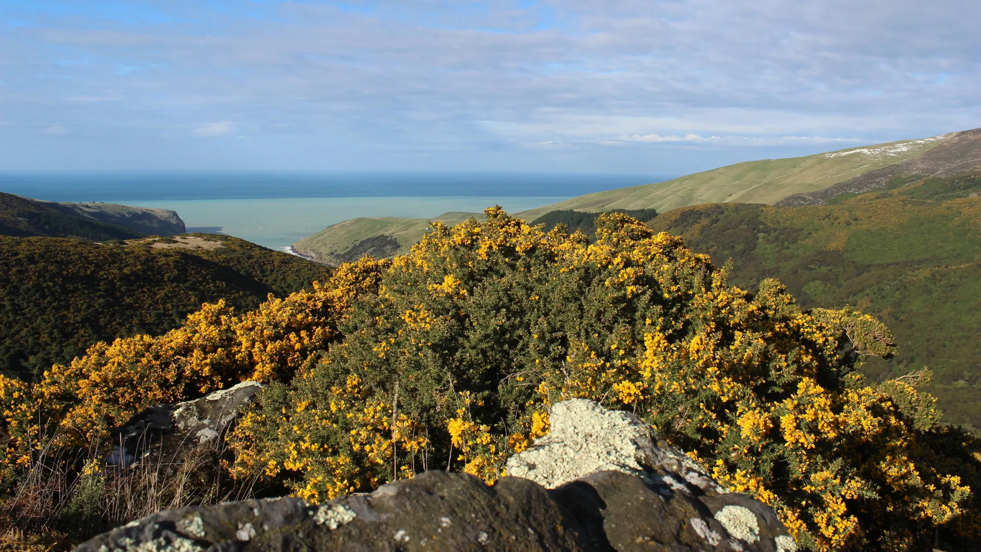 Por que certas vegetais estão dominando o planeta
