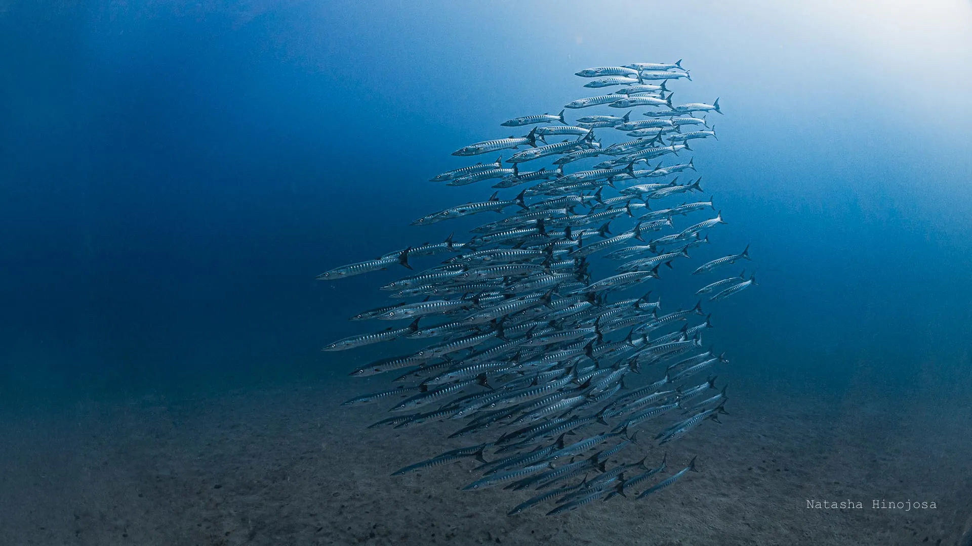 O cordão submarino do Panamá desaparece pela primeira vez em 40 anos