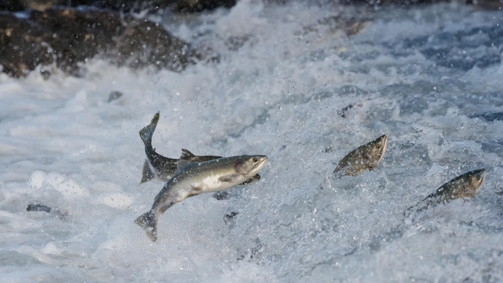 O superalimento secreto do salmão é menor do que um grão de açúcar.