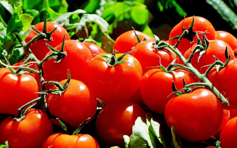 Grupo Sugal implementa em Benavente primeira caldeira de biomassas florestais para transformação de tomate na Europa