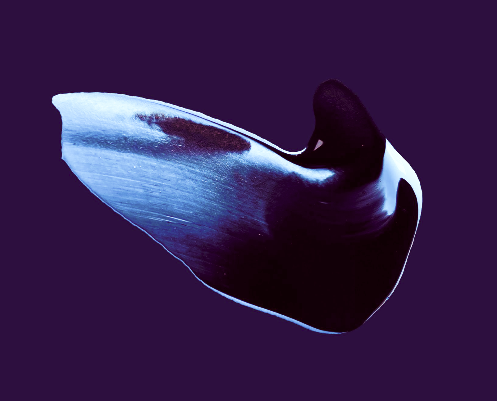 Expressão no compasso da melodia