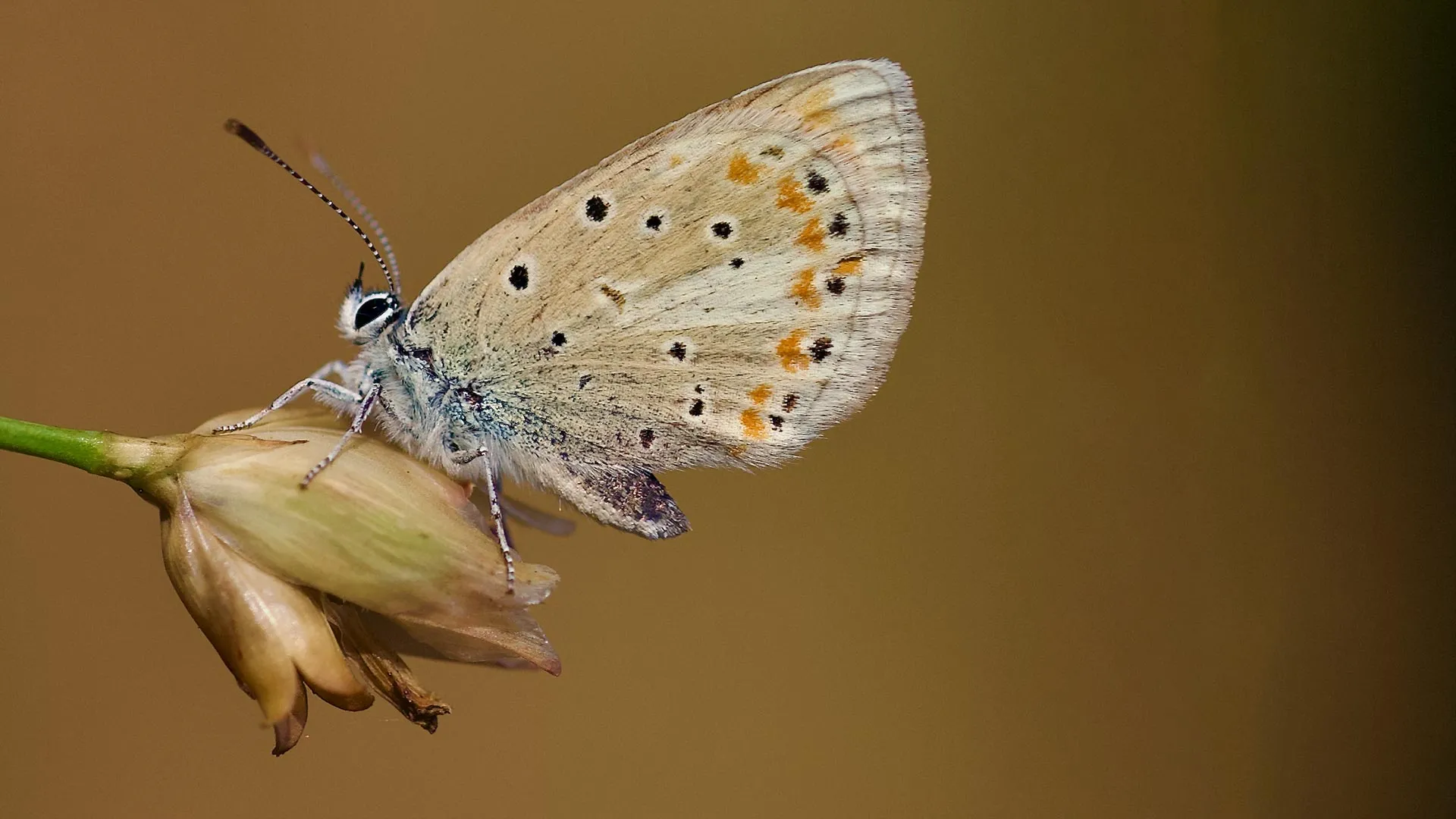 Este pequeno borboleta possui o maior número de cromossomos de qualquer animal na Terra.