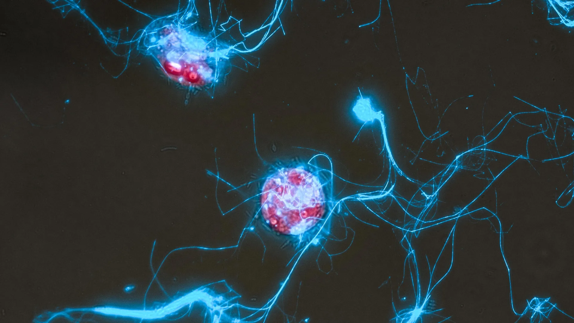 Açúcares Brilhantes Revelam como Micróbios Consomem o Carbono do Oceano