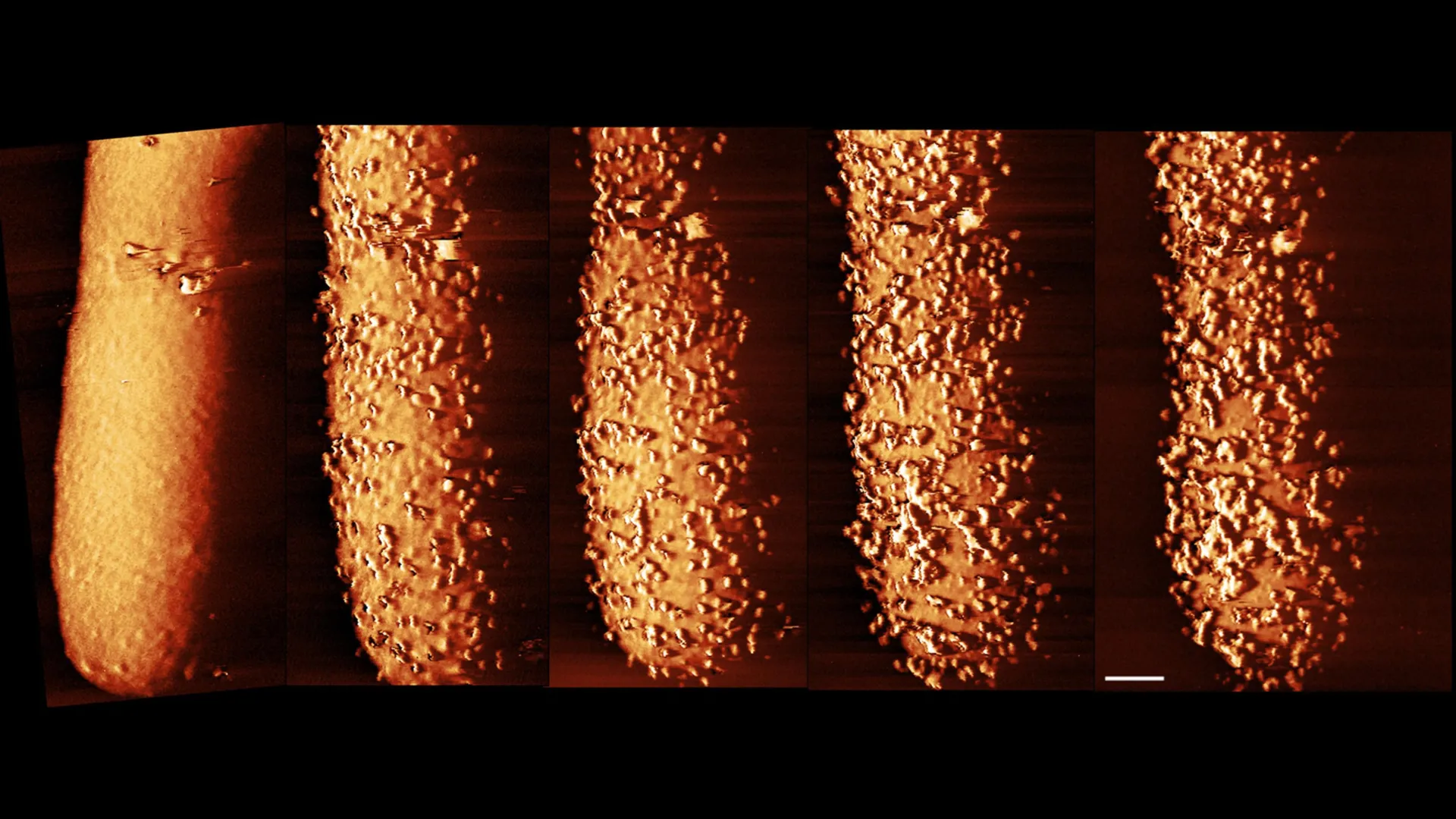 Imagens impressionantes mostram como antibióticos rompem as defesas bacterianas