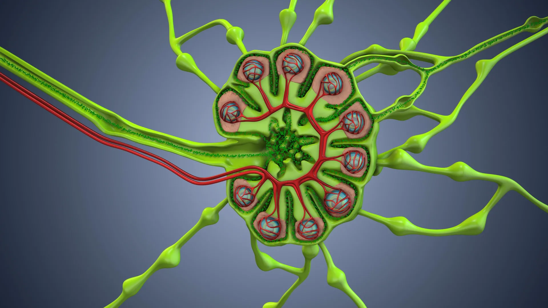 Cirurgias oncológicas estão eliminando a defesa natural do corpo contra o câncer?