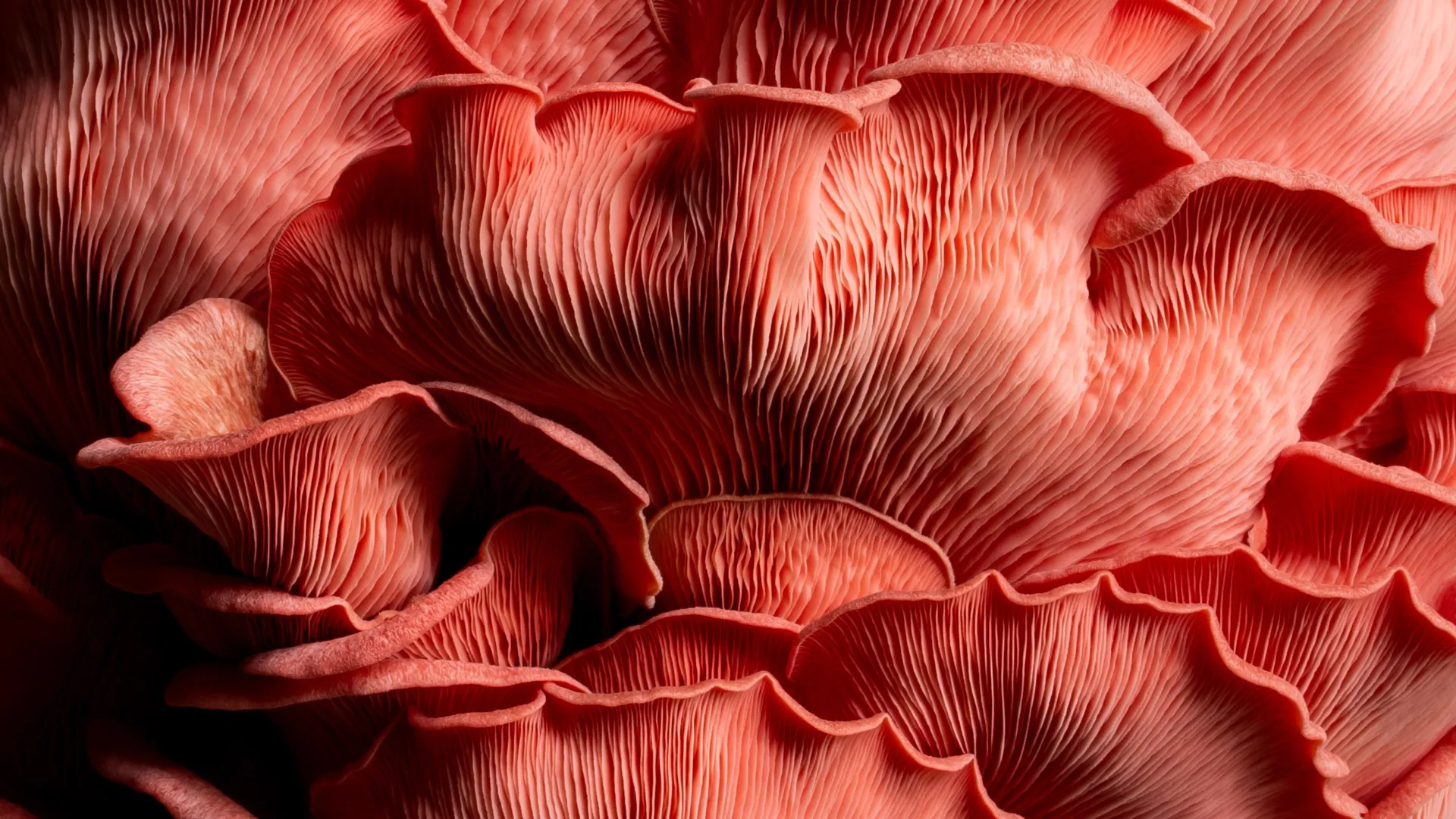 A era fúngica de um bilhão de anos que precedeu as plantas e tornou a Terra habitável