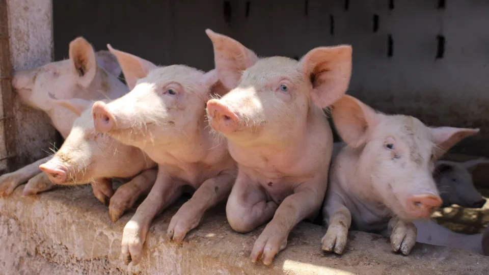 DGAV pede intensificação das medidas de prevenção contra febre suína após casos em Barcelona - PPulse
