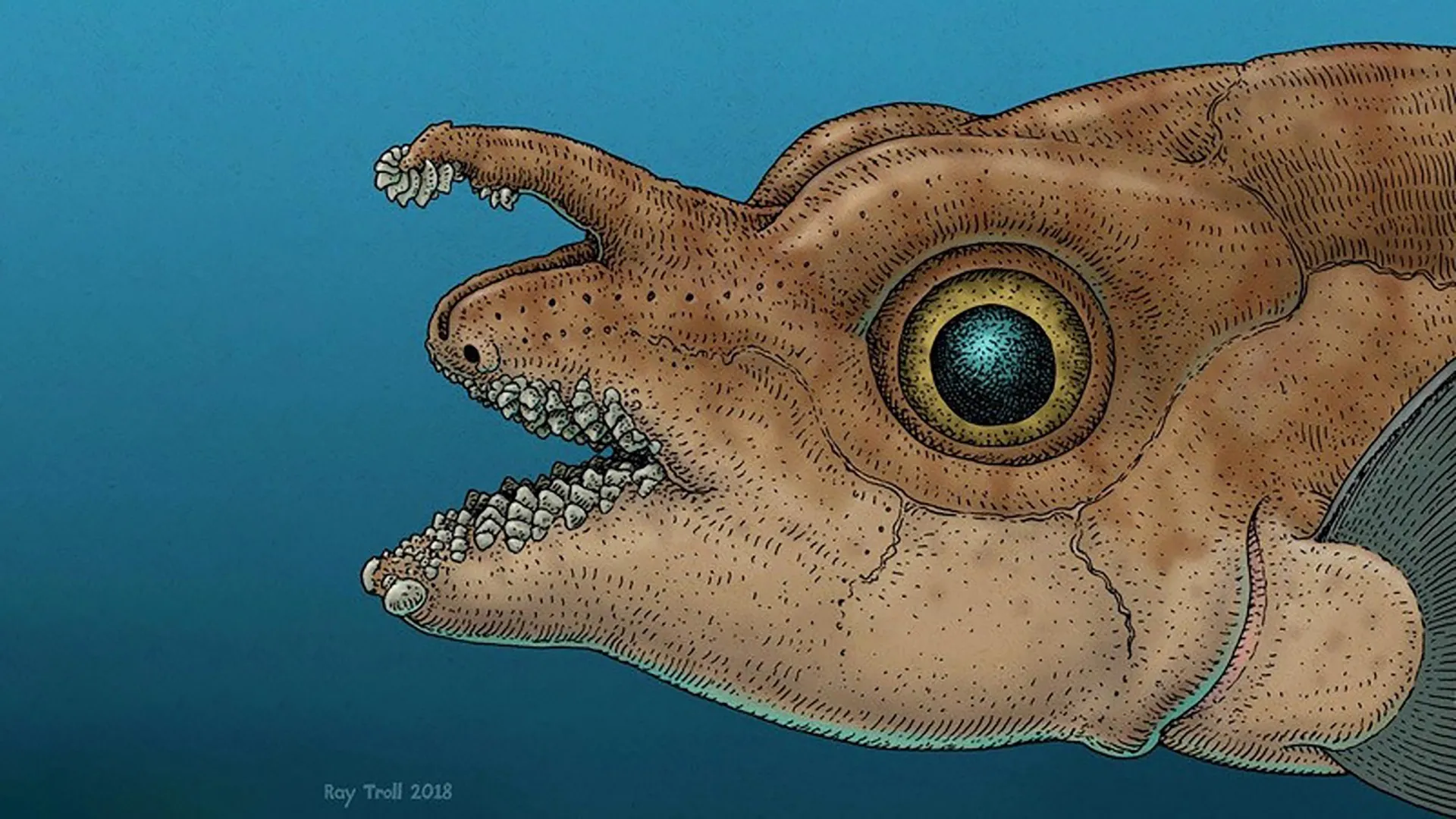 Pesquisadores descobrem dentes reais crescendo na cabeça de um peixe