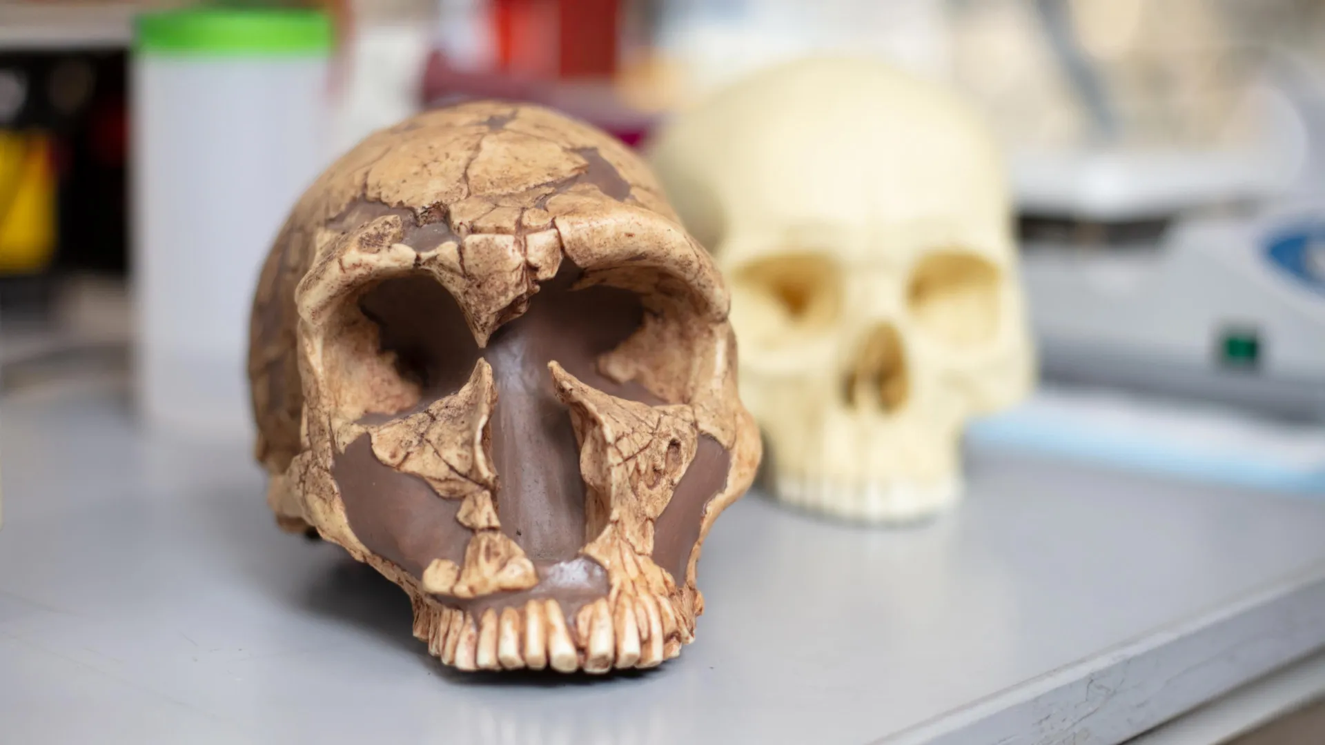 De veneno a potência: Como a exposição ao chumbo moldou a inteligência humana