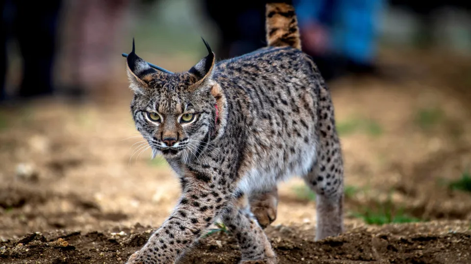 Novo Marco de 62 Filhotes de Lince-Iberico Nascidos em Cativeiro em 2025 - PPulse