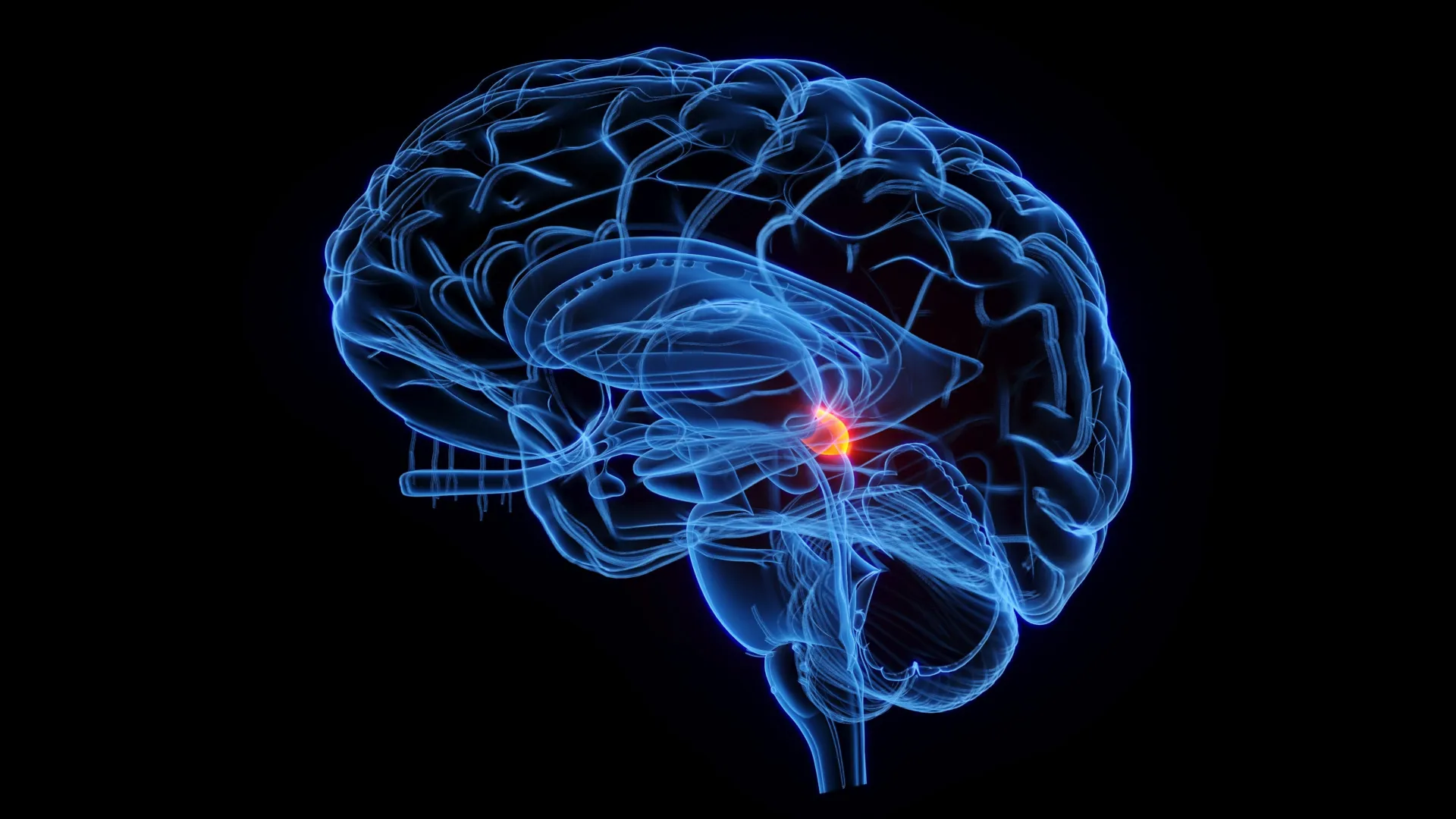 Um "radar" cerebral de 500 milhões de anos ainda influencia sua visão