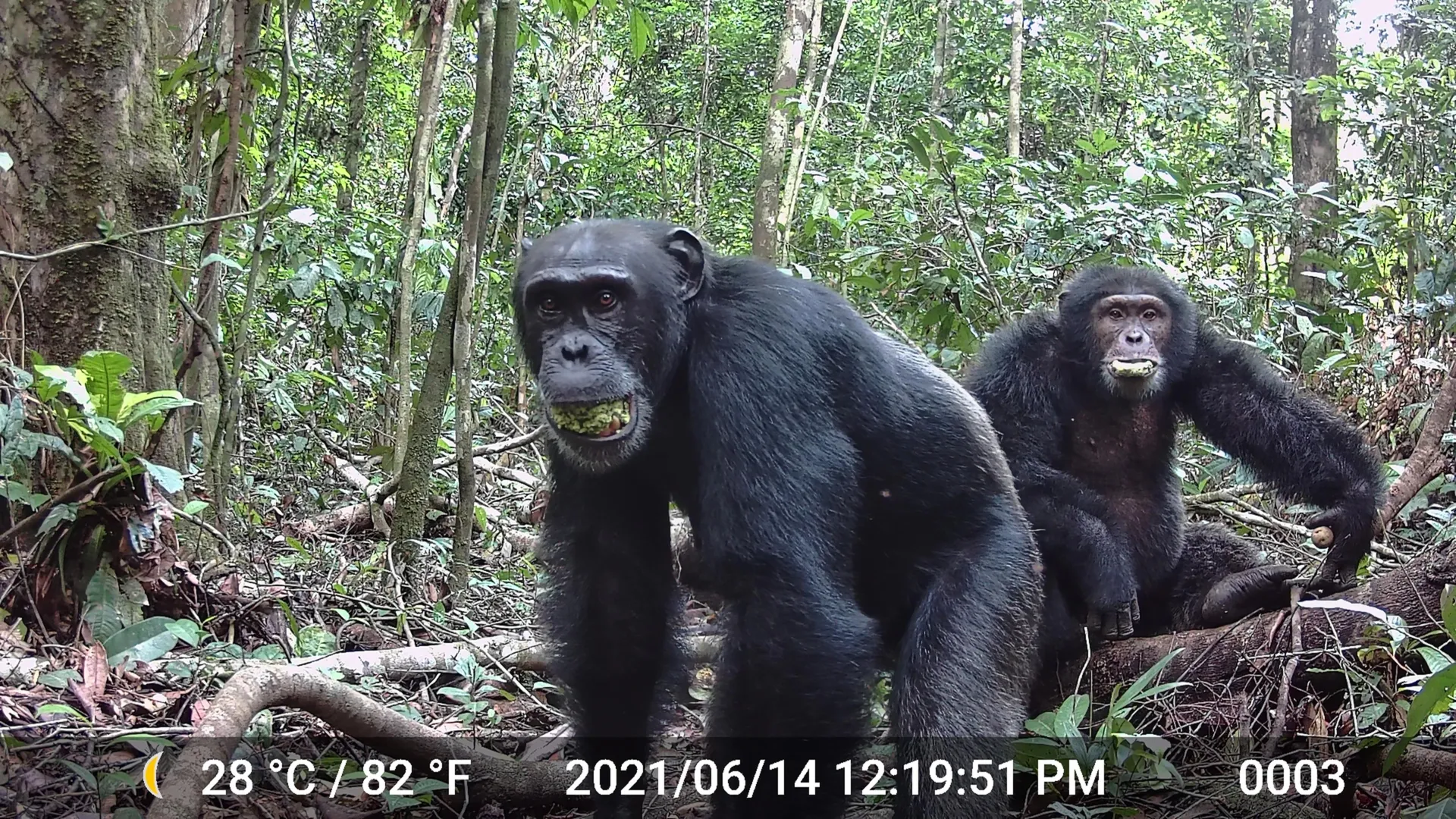 Chimpanzés selvagens ingerem mais álcool do que se previa.