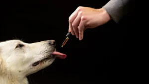 Researchers examined 47,000 canines on hemp oil and discovered an unexpected behavioral change in Portuguese.