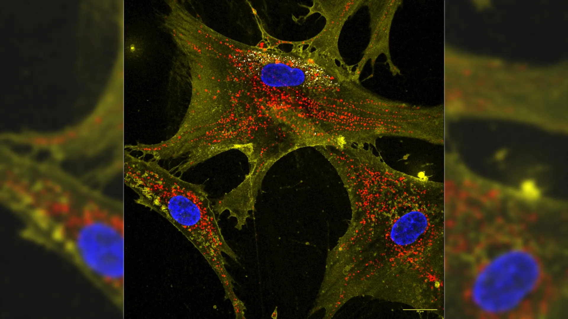 Nanoflores potencializam células