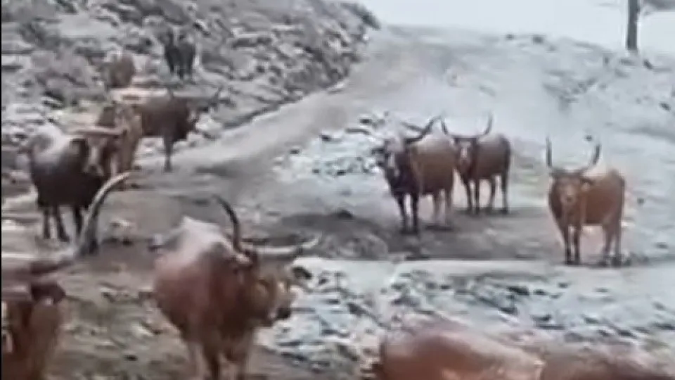 A Neve 'cobra' diversas regiões do Norte do país de branco. Aqui estão as imagens.