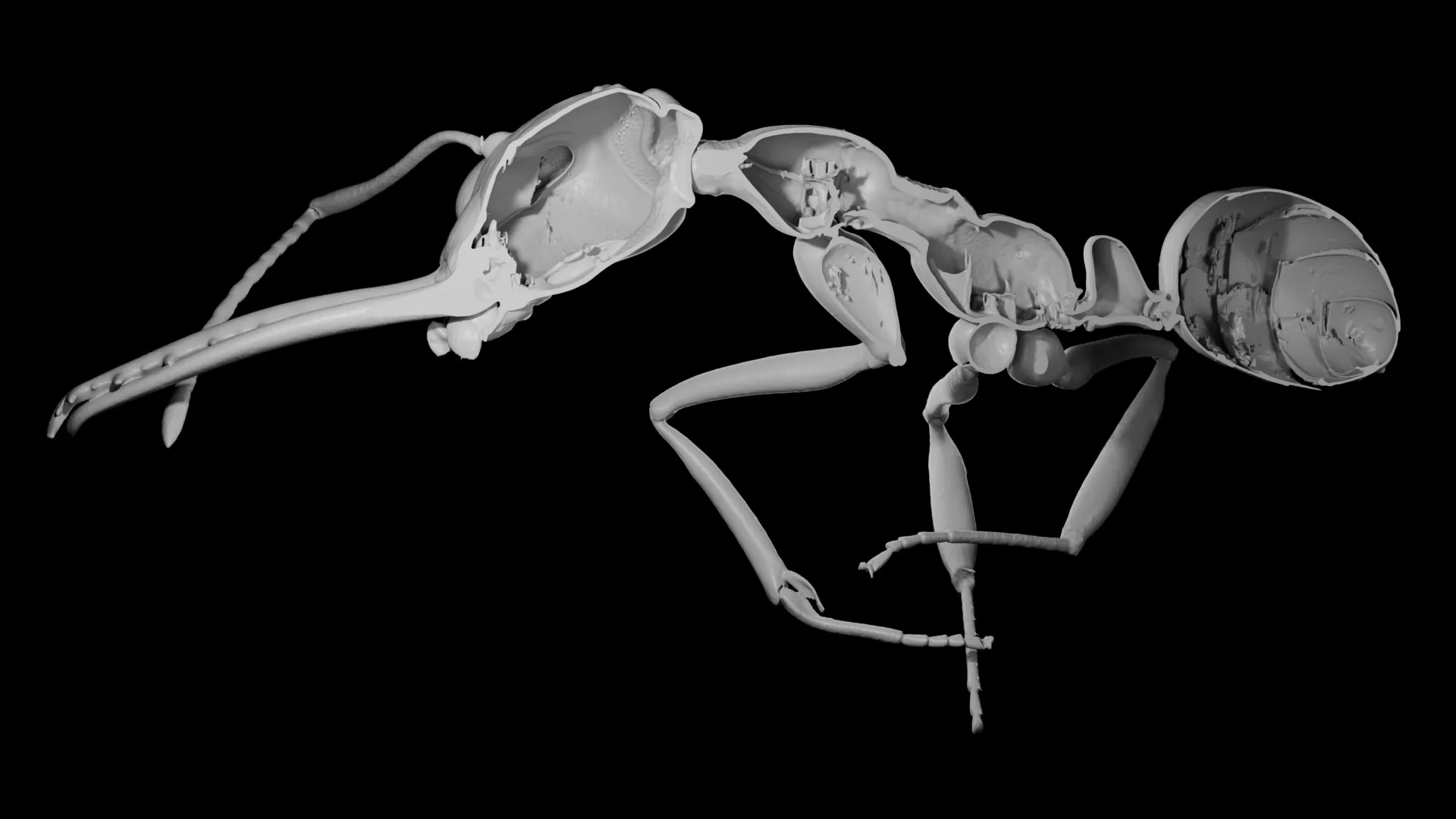 Por que a evolução favoreceu formigas que abriram mão da defesa?