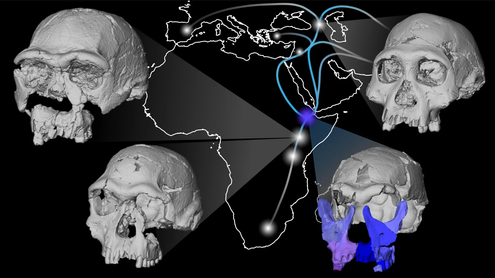 A face fóssil de 1,5 milhão de anos está provocando uma reavaliação das origens humanas