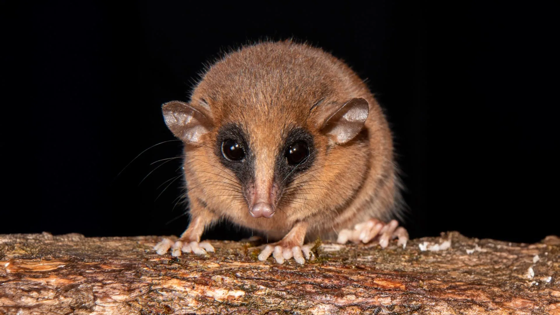 De moscas invasivas a dinossauros alados, pesquisadores descobrem 70 novas espécies