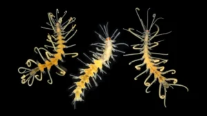 Espécies marinhas estão sumindo antes que pesquisadores consigam identificá