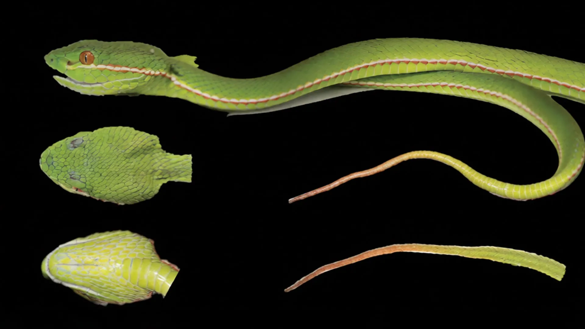 Análise genética descobre uma espécie secreta de víbora em território chinês